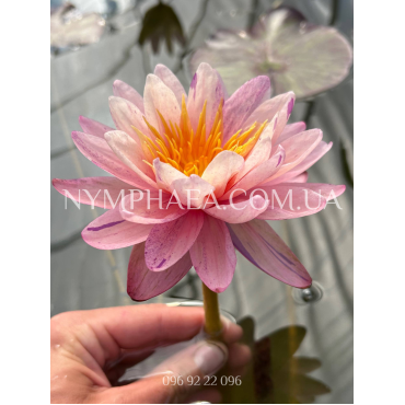 Nymphaea Siam Glory (Німфея Сіам Глорі)