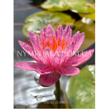 Nymphaea Siam Pride (Нимфея Сиам Прайд)