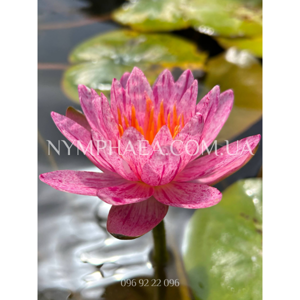 Nymphaea Siam Pride (Німфея Сіам Прайд)