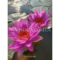 Nymphaea Siam Purple2 (Нимфея Сиам Пёрпл2)