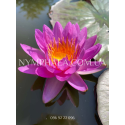 Nymphaea Siam Purple2 (Нимфея Сиам Пёрпл2)