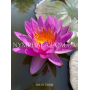 Nymphaea Siam Purple...