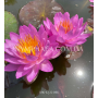 Nymphaea Siam Purple...