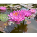 Nymphaea Siam Purple2 (Нимфея Сиам Пёрпл2)