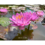 Nymphaea Siam Purple...