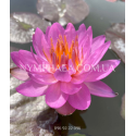 Nymphaea Siam Purple2 (Нимфея Сиам Пёрпл2)