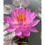 Nymphaea Siam Purple...