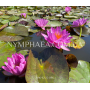 Nymphaea Siam Purple...