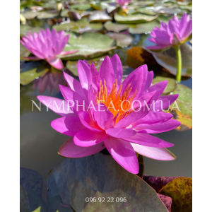 Nymphaea Siam Purple...