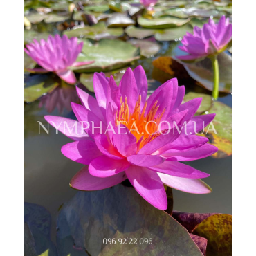 Nymphaea Siam Purple2 (Нимфея Сиам Пёрпл2)