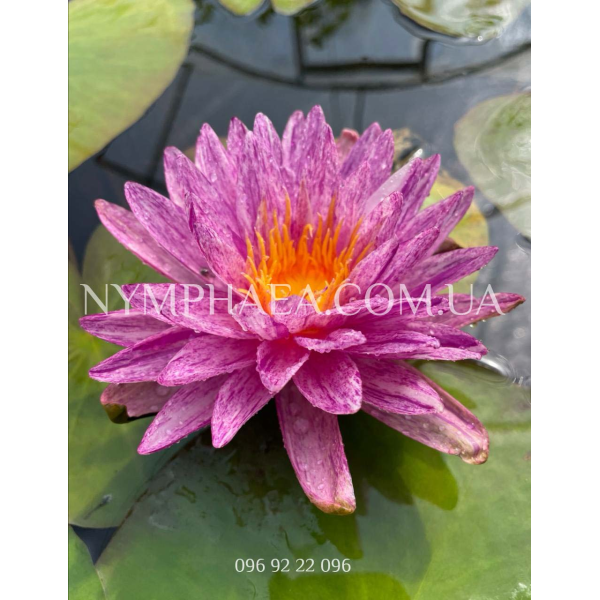 Nymphaea Splash (Нимфея Сплеш)