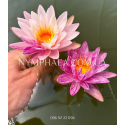 Nymphaea Splash (Нимфея Сплеш)