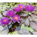 Nymphaea Violicious (Німфея Віолішис)