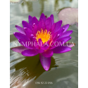 Nymphaea Violicious (Німфея Віолішис)