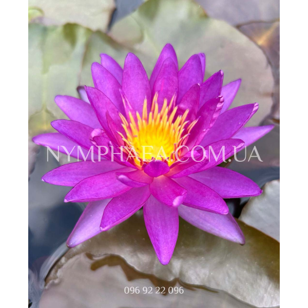 Nymphaea Violicious (Нимфея Виолишис)