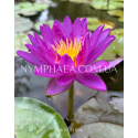 Nymphaea Violicious (Німфея Віолішис)