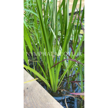 Аїр Болотяний