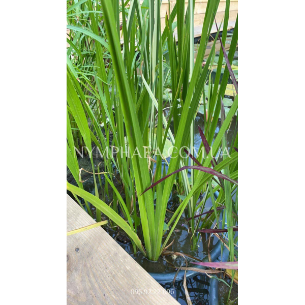 Аїр Болотяний