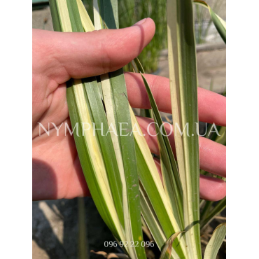 Аїр Болотяний Варієгата 