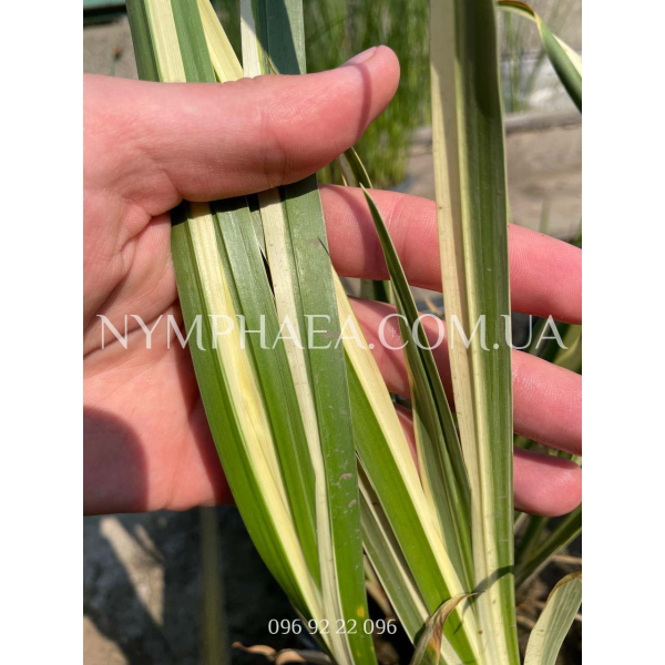 Аїр Болотяний Варієгата 