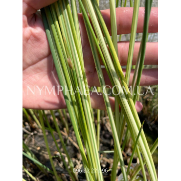 Камиш Альбесценс