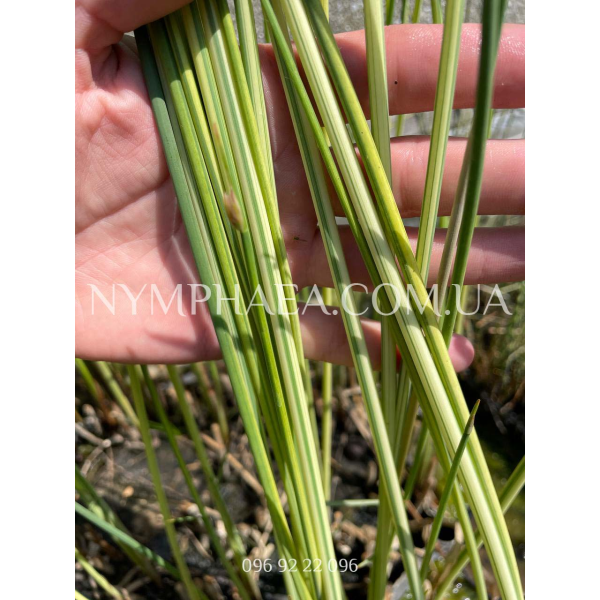 Камыш Альбесценс