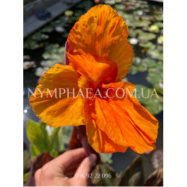 Канна Водяная1