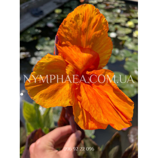 Канна Водяна1