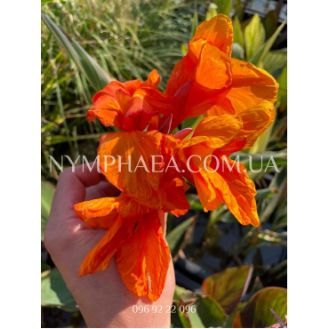 Канна Водяная2