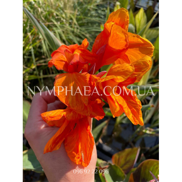 Канна Водяна2