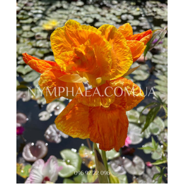 Канна Водяная3