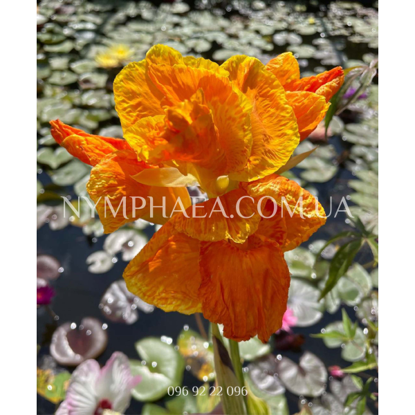 Канна Водяна3