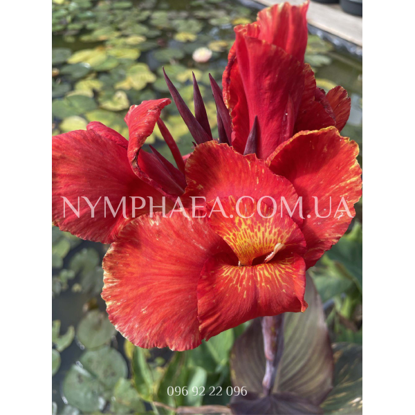 Канна Водяна4
