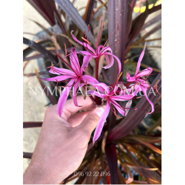 Крінум Менехун