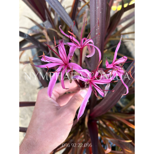 Крінум Менехун