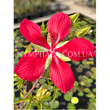 Гібіскус Водяний Червоний
