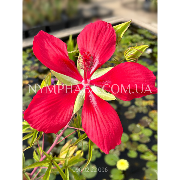 Гібіскус Водяний Червоний