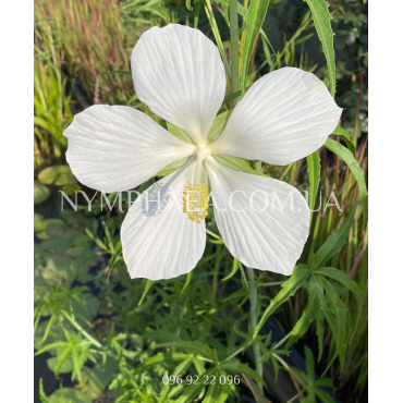 Гібіскус Водяний Білий 