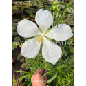 Гибискус Водяной Белый