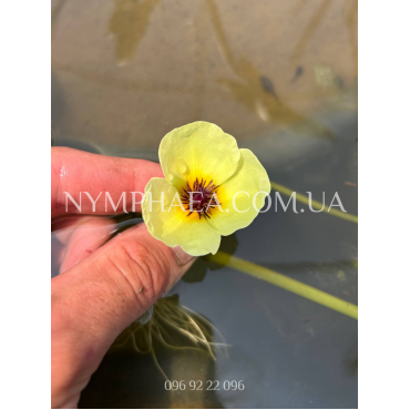 Гідроклеїс нимфоідес (Водяний Мак)
