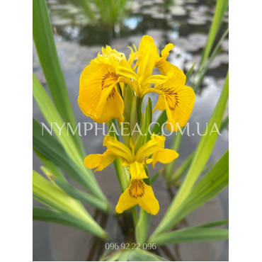 Ирис Болотный Пёстролистный