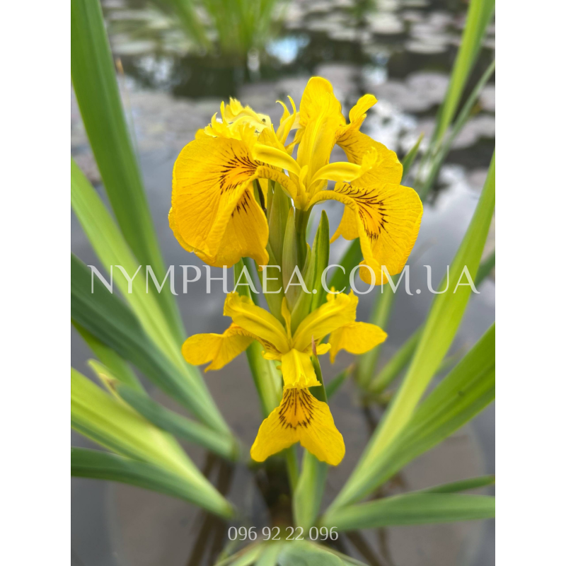 Ирис Болотный Пёстролистный