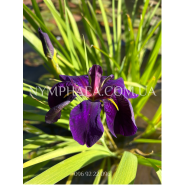 Ирис Водяной "Блек Геймкок"