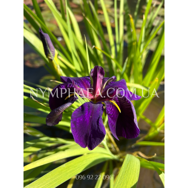Ірис Водяний "Блек Геймкок"
