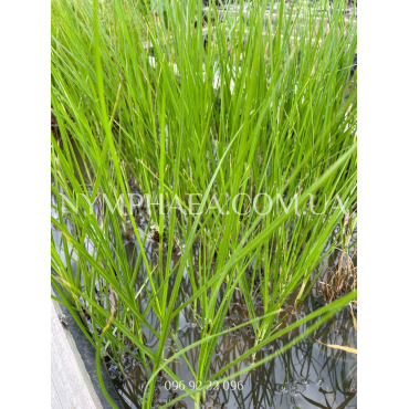 Клубнекамиш