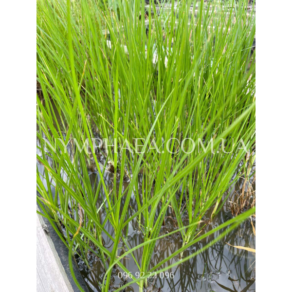 Клубнекамыш