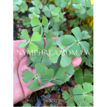 Марсилія Друмонда