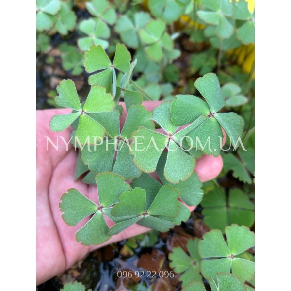 Марсилія Друмонда