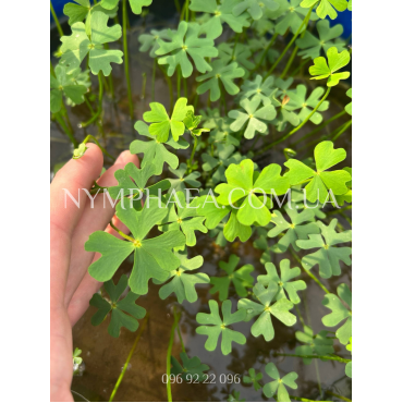 Марсилія Шелпіана