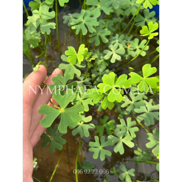 Марсилія Шелпіана